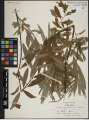 Foto von Salix atrocinerea Brot. x Salix viminalis L.
